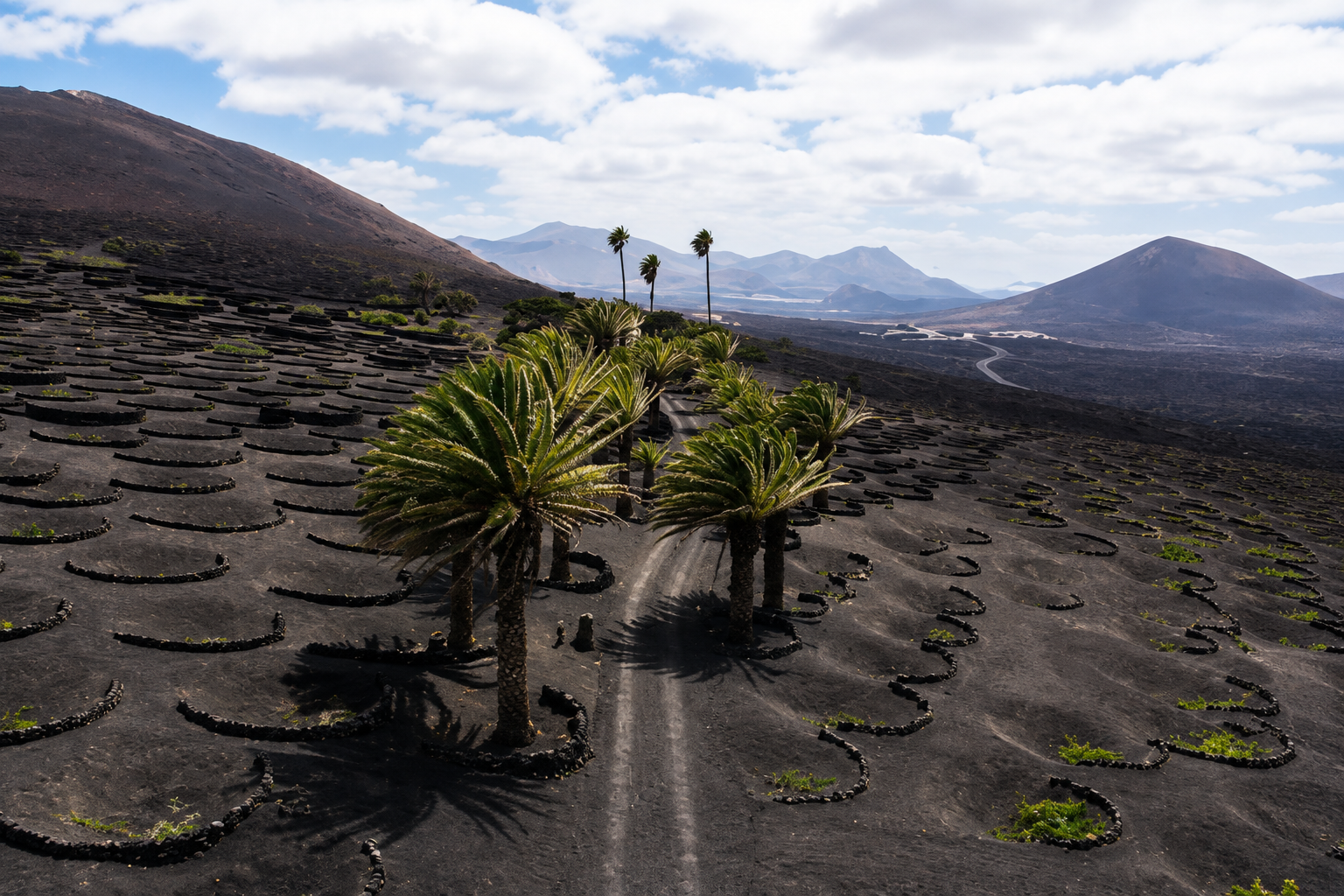 Lanzarote volcanic vineyards